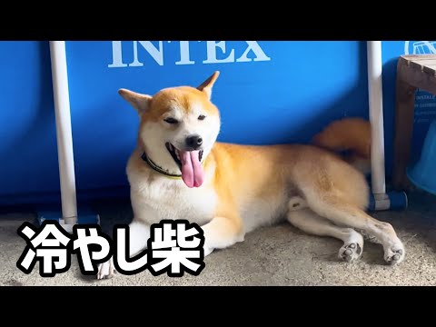自分の冷やし方を知ってる柴犬がこちら