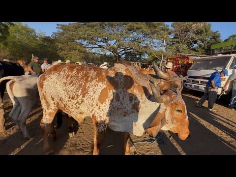 Tiangue del buey ,mira chulada de bueyes grandes ay hoy 