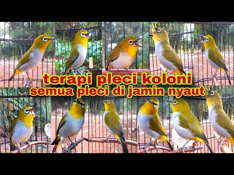Terapi Untuk Pleci Macet Bunyi || Terapi Pleci Koloni || Suara Pleci Ribut || Terapi Pleci Buxtoni
