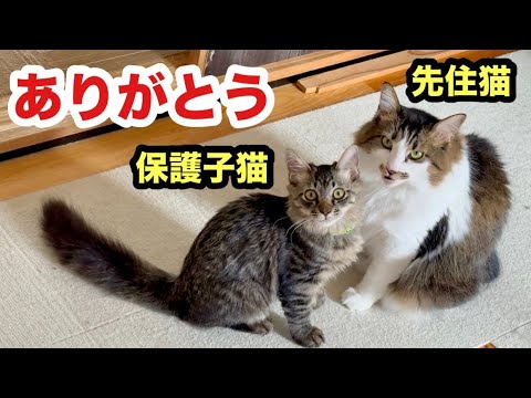 子猫のお世話する先住猫が優しすぎる様子がこちらです