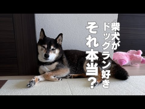 ドッグランが苦手な柴犬もいる？ サムネイル