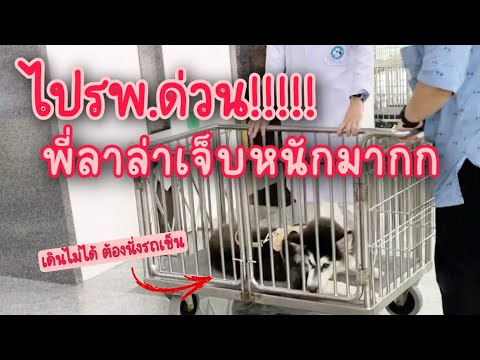 EP.73-พี่ล่าไม่สบายหนัก-ต้องรี EP.73-พี่ล่าไม่สบายหนัก-ต้องรี