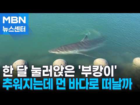 북항 들어온 <strong>지</strong> 한 달 된 '부캉이'…날 추워지면 떠날 듯 [MBN 뉴스센터]