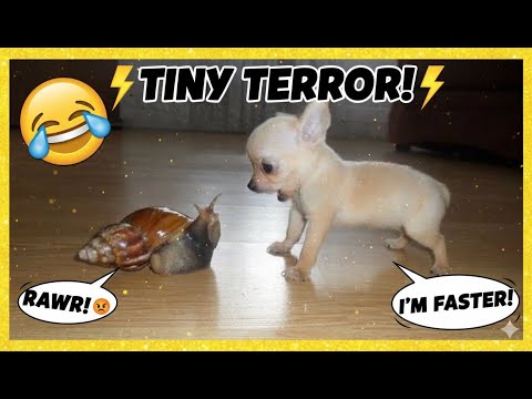 Animals Are The FUNNIEST in the World 🤣 Funny ANIMALS Video 2025