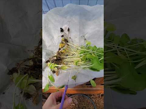 Hotbed First Harvest Ending In April #wintergarden #garden #homestead