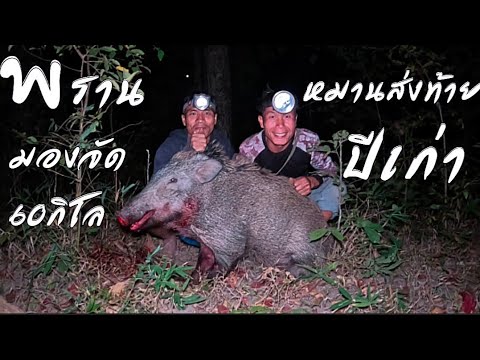 ดุเดือดสู้กับหมูป่าบาดเจ็บอันตราย//ດຸເດືອດສູ້ກັບຫມູບາດເຈັບອັນຕະລາຍ//พรานมองจัดให้//พรานกะปูหาม
