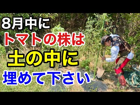 【今すぐ埋めろ】  トマトの株を土に埋めるととんでもない効果がでます　               【カーメン君】【園芸】【ガーデニング】【初心者】