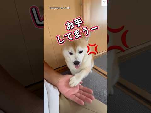 体が反応してお手しちゃう柴犬が面白い😂　#柴犬　#犬　#かわいい犬 #おもしろ #犬のいる暮らし サムネイル