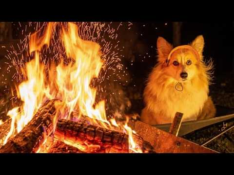 犬が集めて増えすぎた『木の棒』をキャンプで燃やした結果…