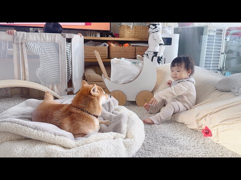 急にしゃべるようになった1歳娘に戸惑い気味の柴犬兄さん