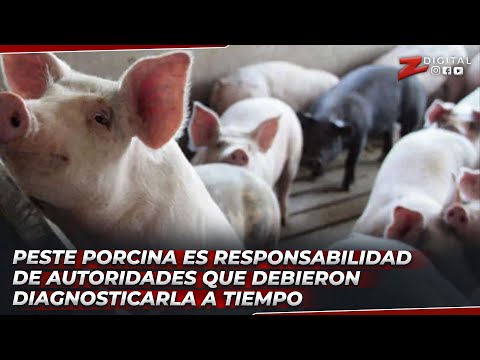 Susana: peste porcina es responsabilidad de autoridades que debieron diagnosticarla a tiempo
