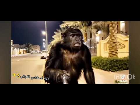 ذكاء اصطناعي العراقي 😂🤣