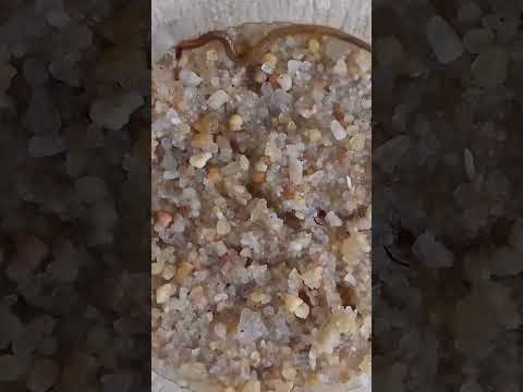 Aggressive bullet ant attacks centipede #wildanimals #wildlife #wildlifephotography #viral #zoo