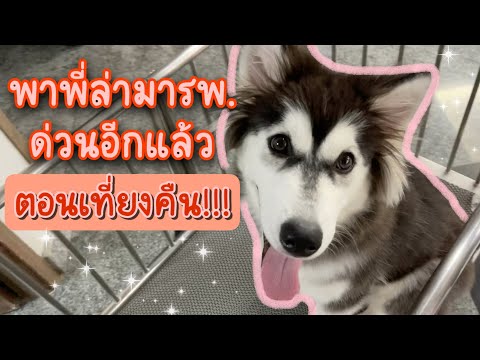 EP.75-พาพี่ล่าไปรพ.ด่วนอีกแล้ว EP.75-พาพี่ล่าไปรพ.ด่วนอีกแล้ว