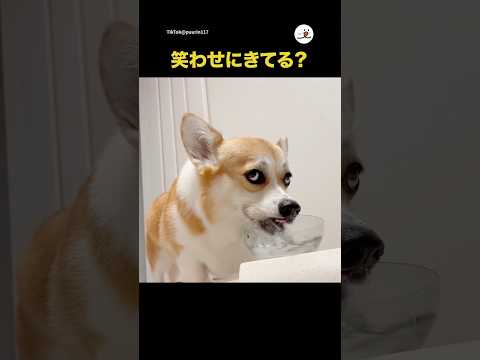 癒しのコーギー動画：水を飲む可愛い瞬間をご紹介 サムネイル