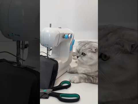 machine# #cat #pets #funny #cute #home #cats