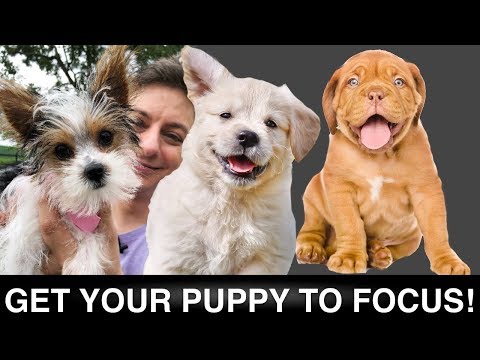 How To Increase Your Puppy's Focus! - MaxJawn.comMaxJawn.com