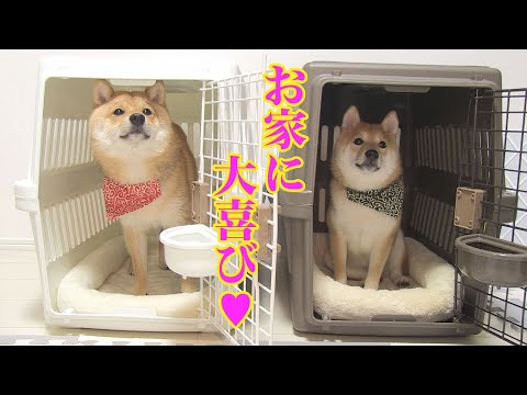 子犬にお家をプレゼントしたら、先住犬が住みつこうとして困りました・・・
