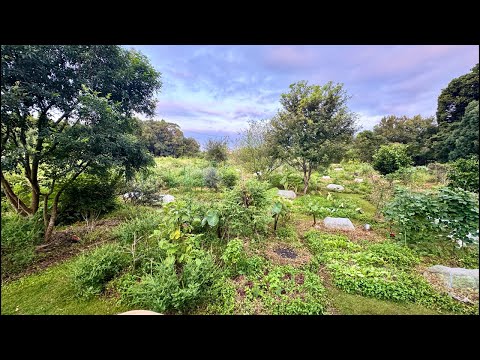 寒露の畑観察。最高の季節がやってきました。涼しいって素晴らしい!