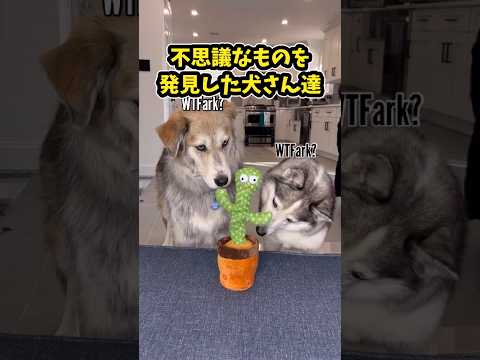 犬さんの動画見て笑ったら寝ろwww　#笑える #犬 #犬のいる生活 #犬のいる暮らし #元気になる動画 サムネイル