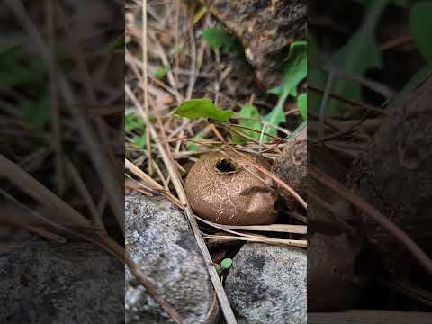 size ormandan tatli bir arkadasi tanistirayim puff mantari.. #mushroom #pufmantari #lycoperdum #fyp