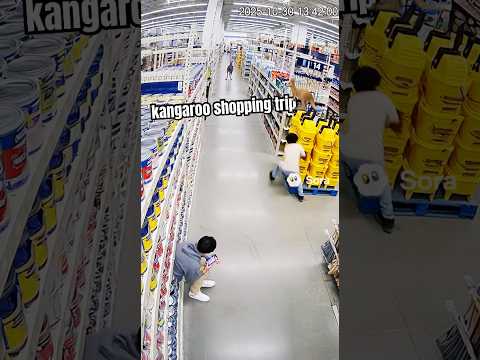 CCTV Caught a Kangaroo Shopping 😭🦘