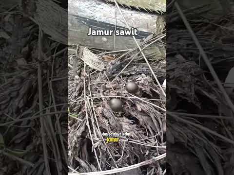 panen jamur sawit #shorts #budidayatanaman #jamur #jamursawit #fungi #vegetables #viral #gardening