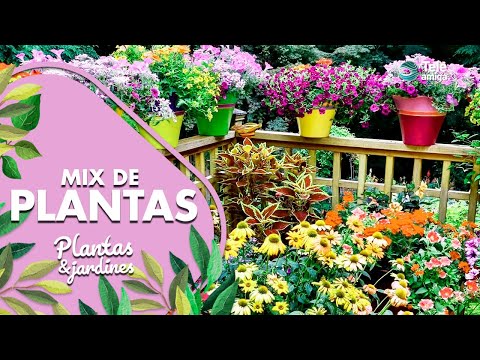 Mix de Plantas - Plantas y Jardines en Teleamiga