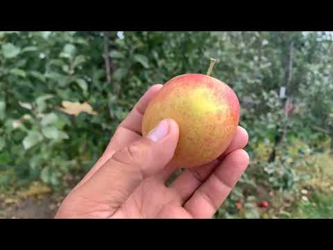 Mother Apple Tasting