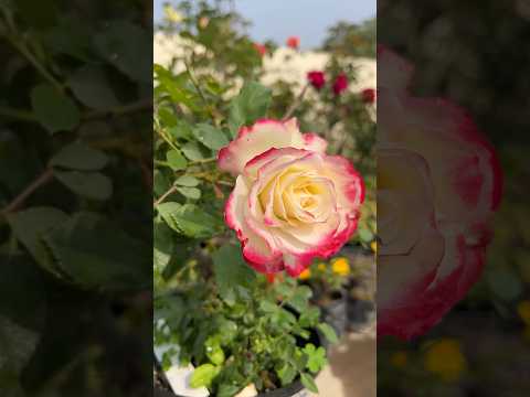 Beautiful Roses 🌹#gardening #shortsfeed #happynewyear