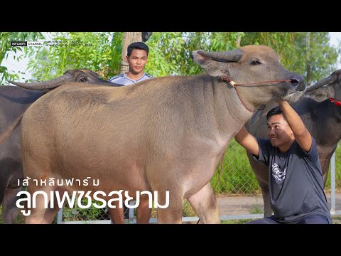 ลูกเพชรสยามช้างอุดรกล้วยหนอง