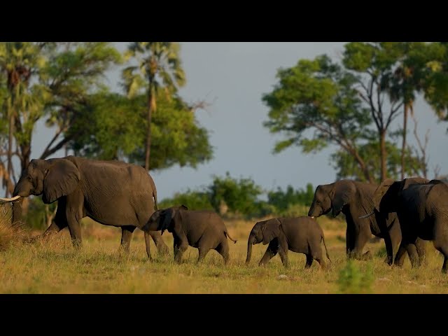 World Elephant Day on August 12 is coming! We’re thrilled to launch our 2025 official campaign video "Matriarchs and Memories”, narrated by our World Elephant Day 2025 Ambassador Daryl Hannah, with music courtesy of Peter Gabriel. @itspetergabriel  
This year we are honouring the Matriarch elephants and shining a light on the women conservation leaders and rangers in communities in Africa and Asia who are working to protect them. 
The mission of World Elephant Day is to bring awareness to the continuing plight of endangered African and Asian elephants.
World Elephant Day is August 12th. Save the Date. Subscribe to our channel. #WorldElephantDay.
Please donate to our 2025 campaign: https://www.paypal.com/ncp/payment/DJCXF8MLSLTJE
A Big Elephant Thank You to all the people who helped us make this video possible: Daryl Hannah, Peter Gabriel, Charlie Summers, Julian Victor,  Fillip Plastoka, Ron Thaler, Neil James Cooke-Dallin, Michael Clark, Jonathan Wright,  Kerry David,  Debra Stevens, Elephant Havens  @elephanthavens9776 @creatorsatplay