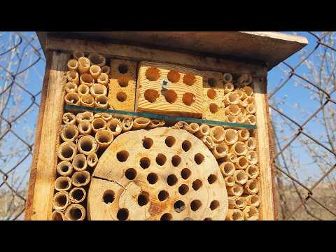 Осмії. Зробив будиночок для диких бджіл — і вони заселилися! 🐝🌸
