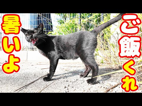 猛暑の中で強い黒猫と気弱な三毛猫にご飯をあげたら・・・ さくらねこたちへのエサやり ちゅーる 感動猫動画 癒され野良猫動画