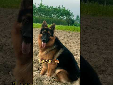 45 DAY'S to 1 year German shepherd dog transformation #viral #lovesong #feedshorts #puppy #feed