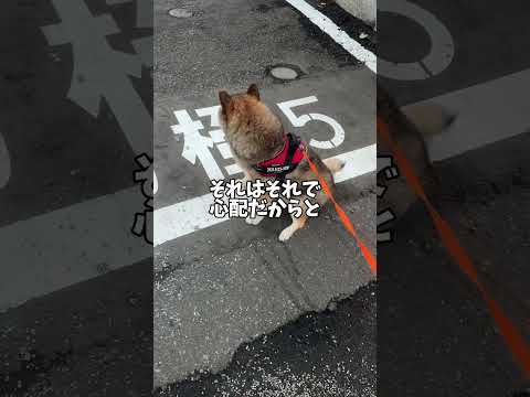 せっかく体重減ったのに…#柴犬 サムネイル