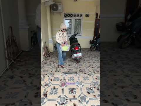 BANYAK KECOA BANGET #shorts