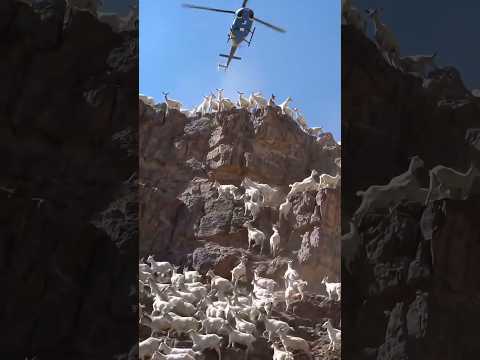 Goat Herd vs The Mountain: Helicopter Surveillance 🐐🚁
