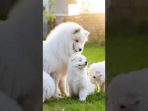 lovely dogs 😍#dogfamily #puppyvideo #ilovemydog #dogsofinsta #love