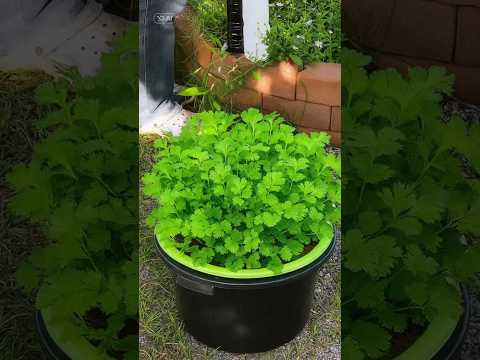 ปลูกผักชีแบบน้ำ ☀️ คลิปเต็มอยู่ใน YouTube: BellinFarm EP.6 #VLOG #Bellinfarm