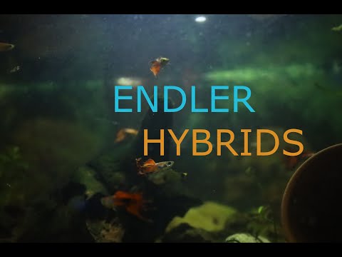 Endler guppy hybrids #Endler sorry for the long wait... But the full endler guppy hybrids video is here! 

Enjoy :)