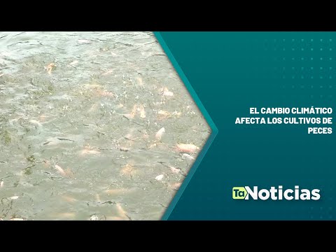 El cambio climático afecta los cultivos de peces - Teleantioquia Noticias