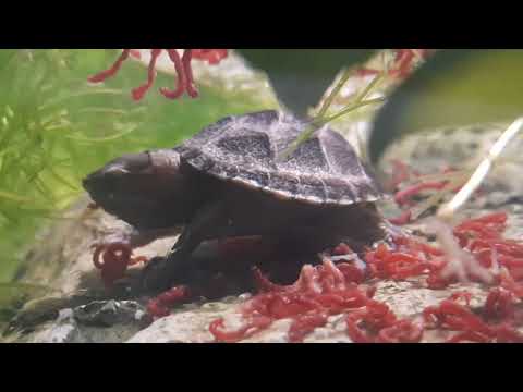 Baby Eastern Mud Turtle feeding The baby is eating his/her favorite meal! Bloodworms. Meanwhile the neon tetras are waiting for the 