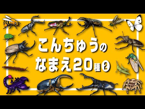 【昆虫の名前】新!知育フラッシュカード2 たっぷり20種以上!〈カブトムシ ノコギリクワガタ セミ サソリ 〉【ひらがな 幼児向け 子ども向け】 日本語 Hiragana bug Japanese