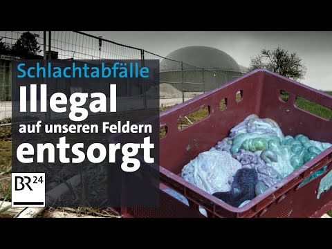 Kontrollversagen: Schlachtabfälle auf bayerischen Feldern | Die Story | Kontrovers | BR24