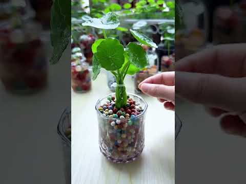 The dark green vase looks great with the pennywort! The leaves are like mini lotus leaves.