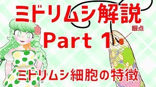 【微細藻類】ミドリムシ解説 Part 1　ミドリムシ細胞の特徴【VTuber】#003