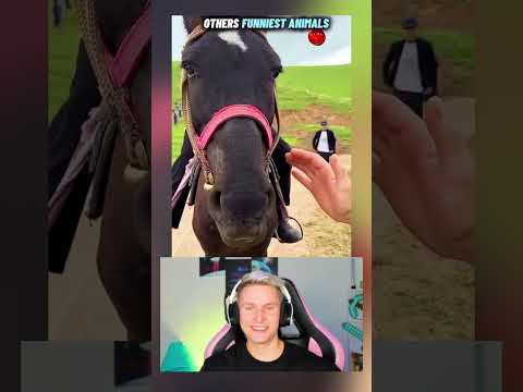 OTROS ANIMALES GRACIOSOS 😨