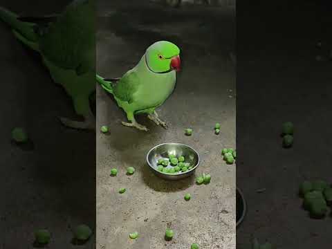 mummy ko bulao 🦜💞 #talkingparot #petbird #funny #nonstoptalkingparrot #mummypapa #shotsfeed #reels