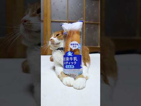 猫の動画サムネイル - 岩泉牛乳スティック　ミルク　250525　#ねこ　#のせ猫　#岩泉　 #ネコ #cat #猫のいる暮らし #cute